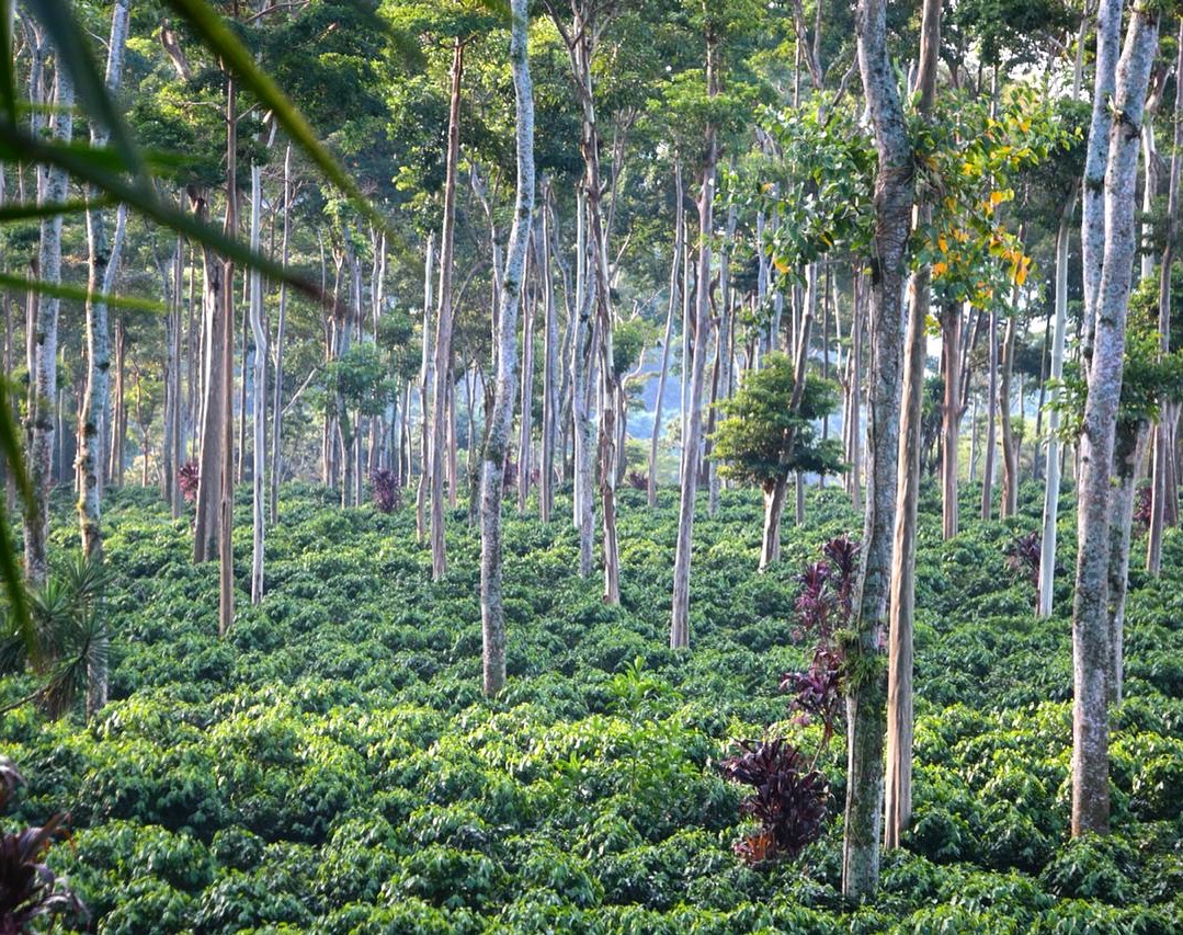 coffee farm trees
