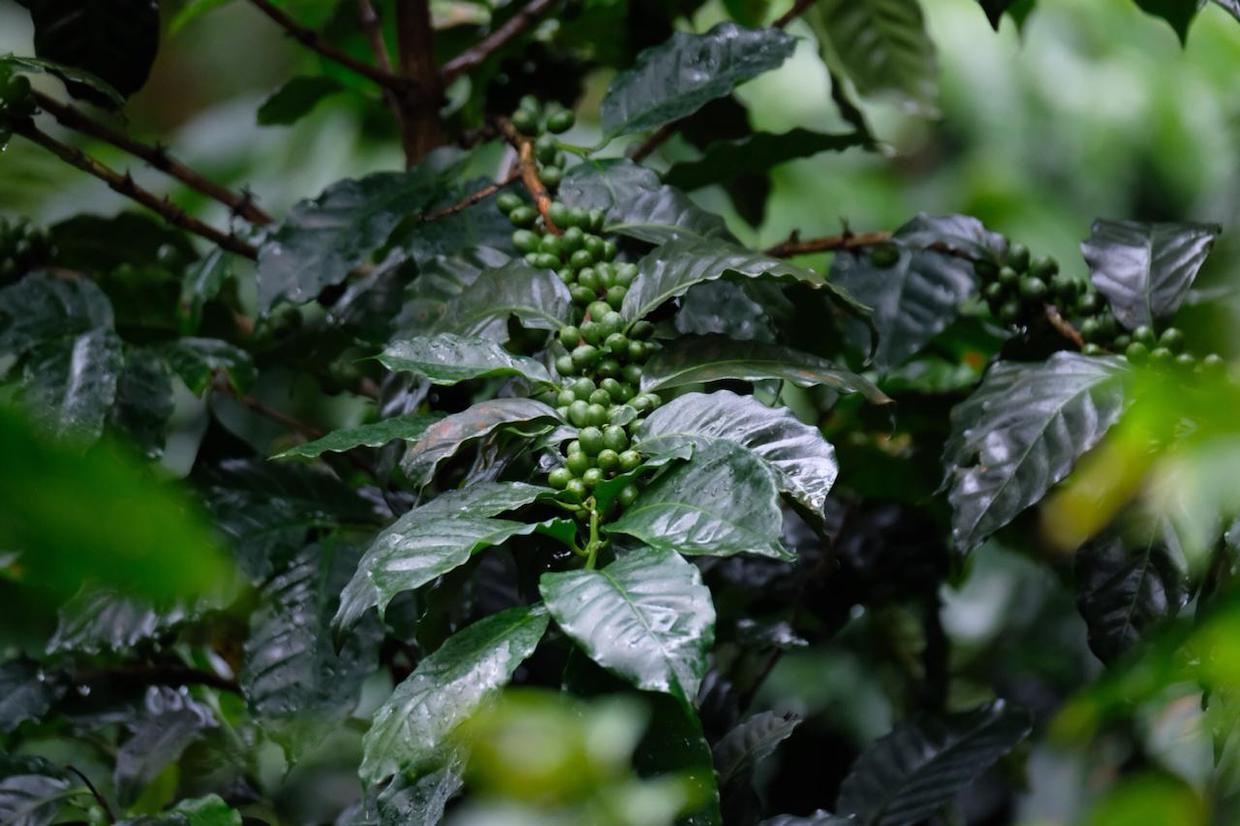 plante de café en bonne santé