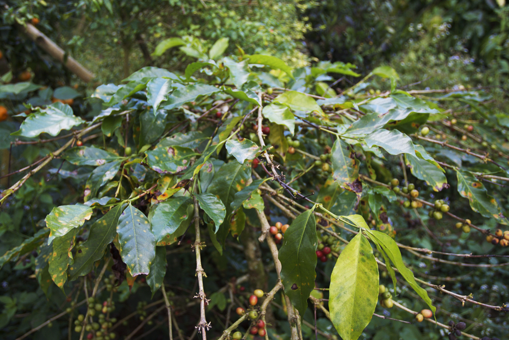 Defoliación por roya de la hoja de café