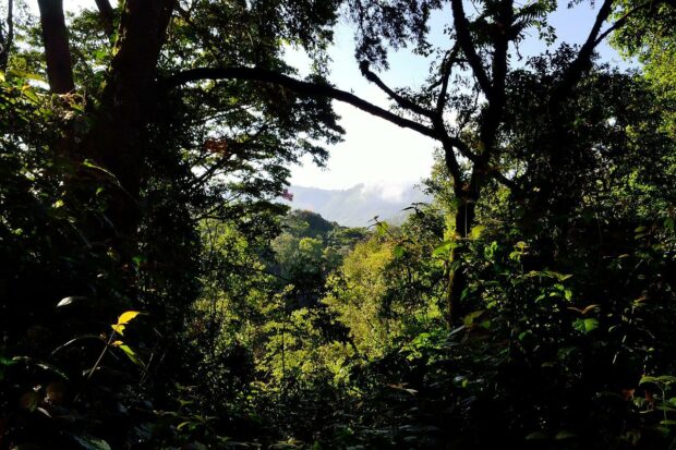 Global Coffee Platform Joins Partnerships for Forests for East Africa Initiative