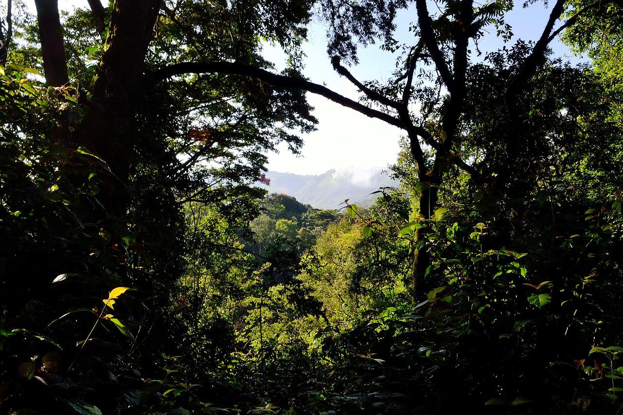 Bosque de Uganda