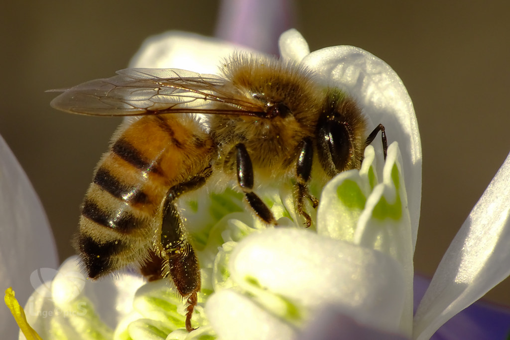 coffee bees pollinator