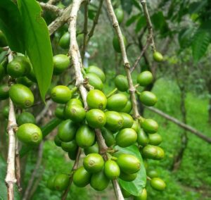 Column: It Is Time To Deconstruct Sustainability In Coffeedaily Coffee 