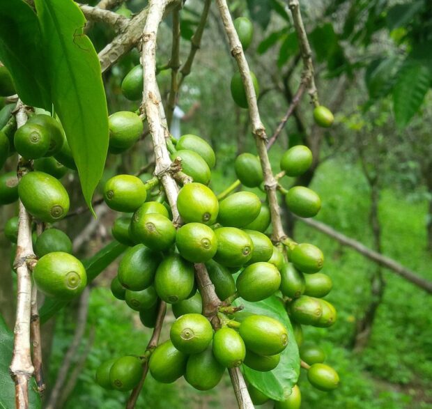 Column: It Is Time to Deconstruct Sustainability in CoffeeDaily Coffee ...