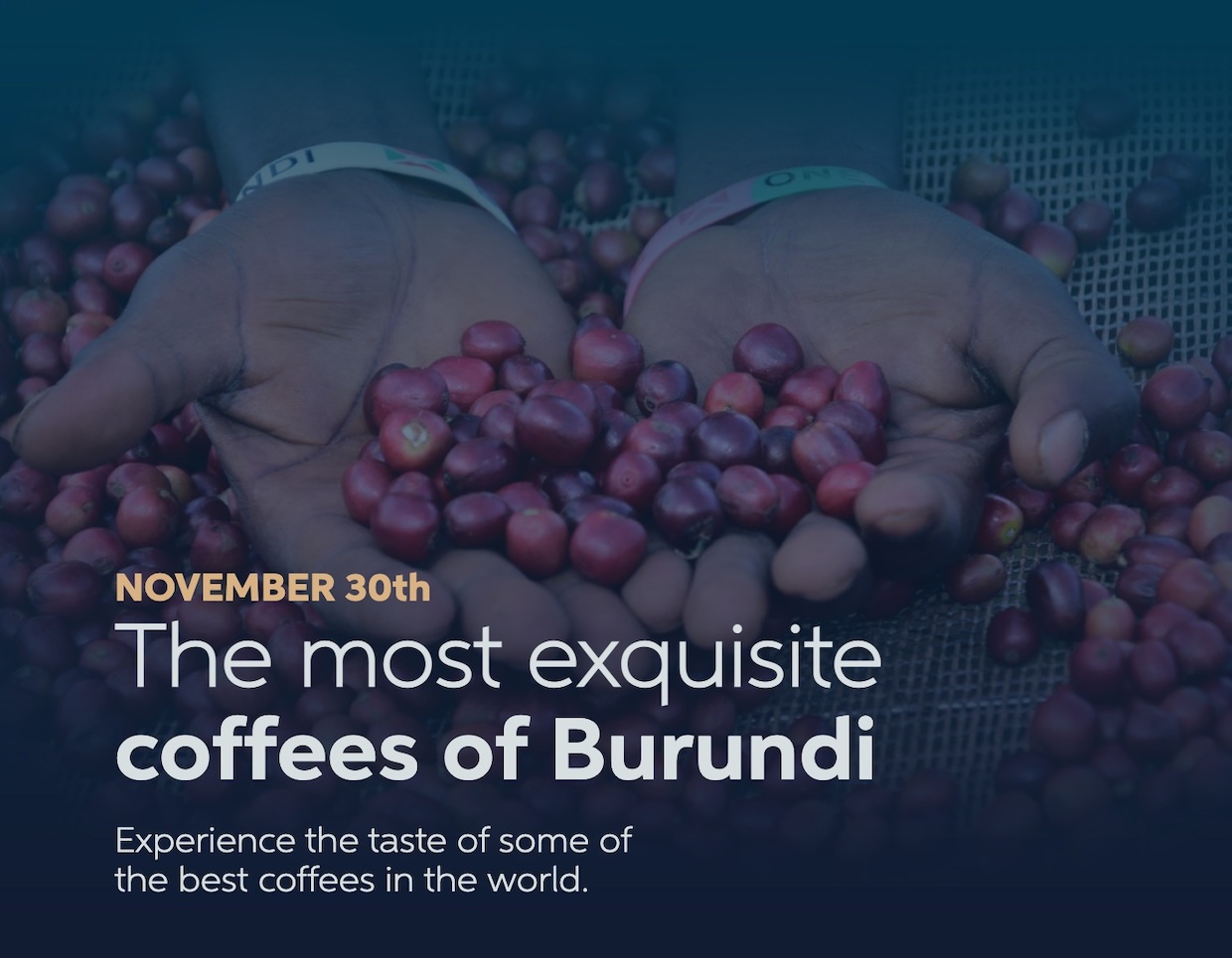 Grand Cru Burundi açık artırma