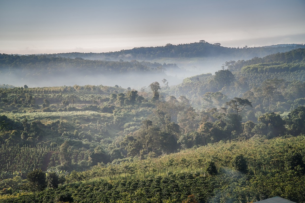 coffee farm