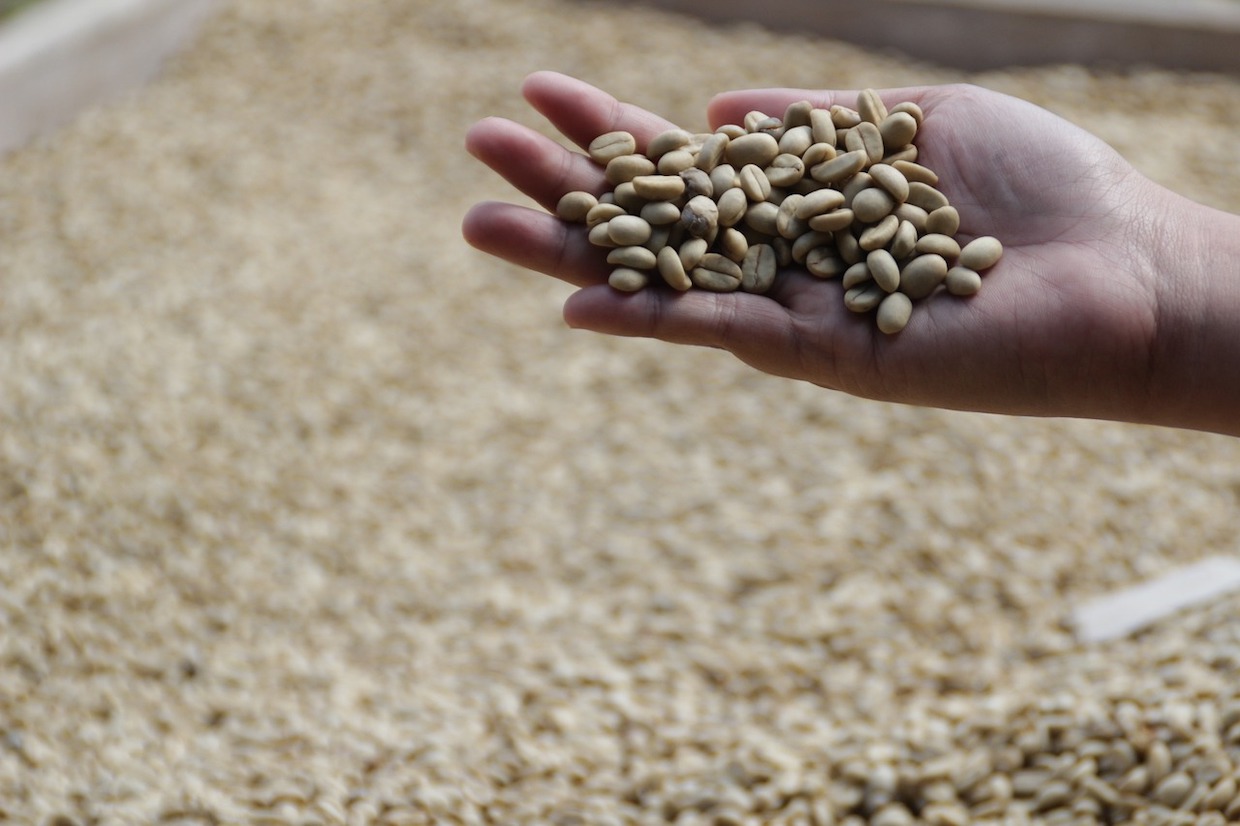 Roast Arabica Parchment Coffee Beans