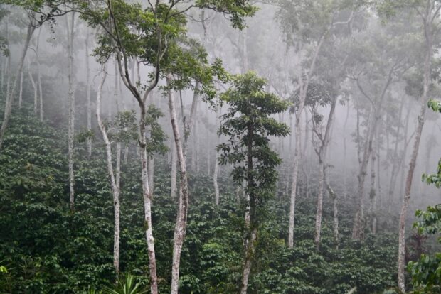 coffee plants in forest