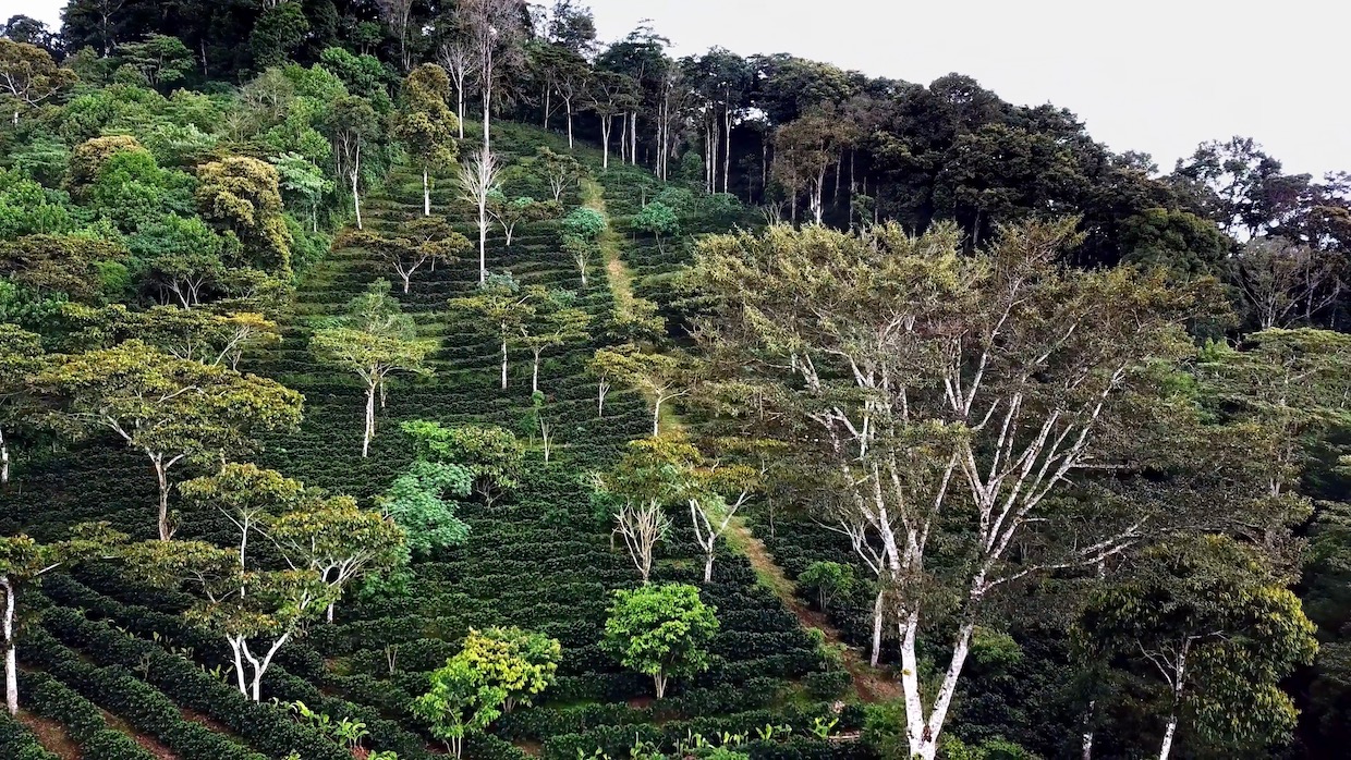 Stemma coffee farm Nicaragua