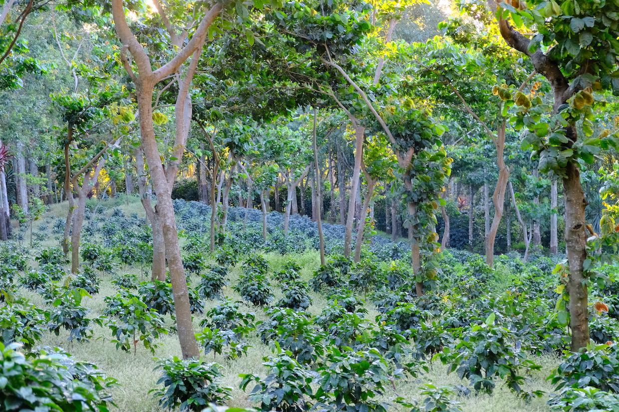 coffee agroforestry 2