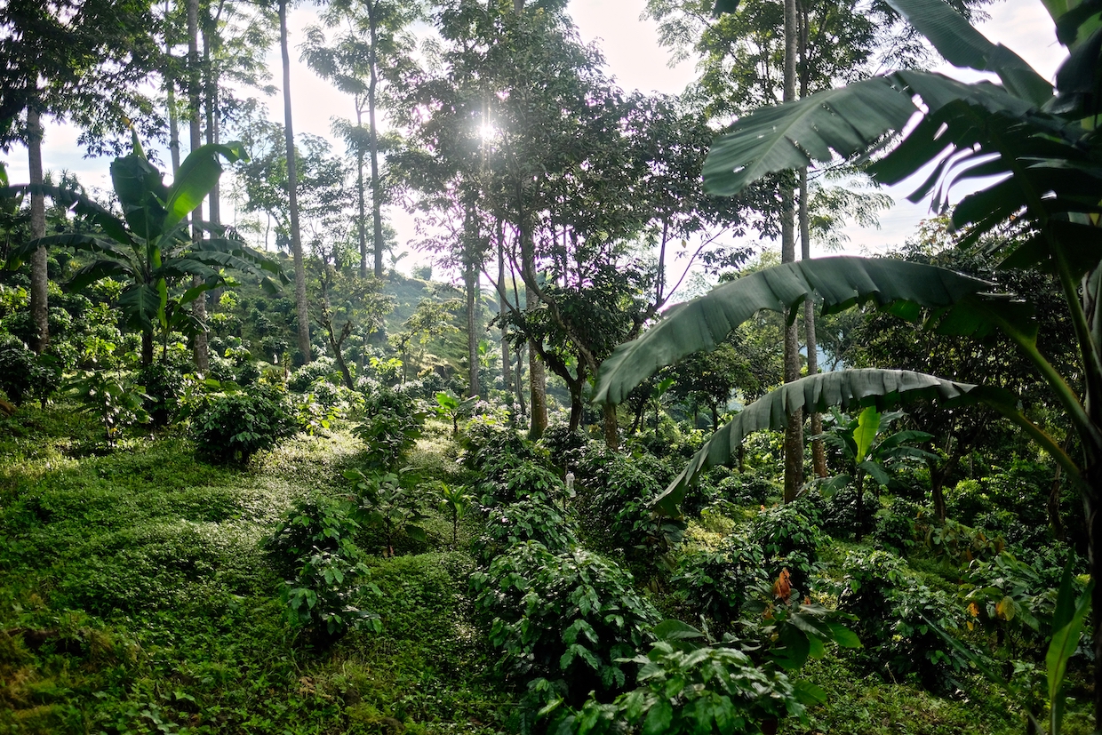 coffee agroforestry 3