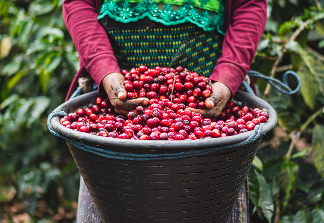 coffee cherries ripe