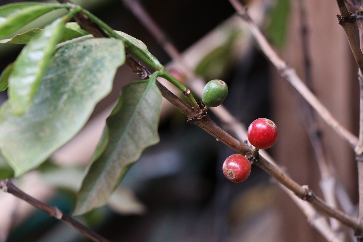 Burundi coffee sector