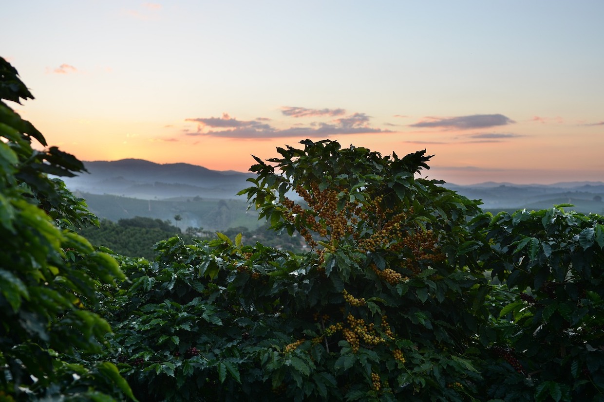 coffee plantation deforestation