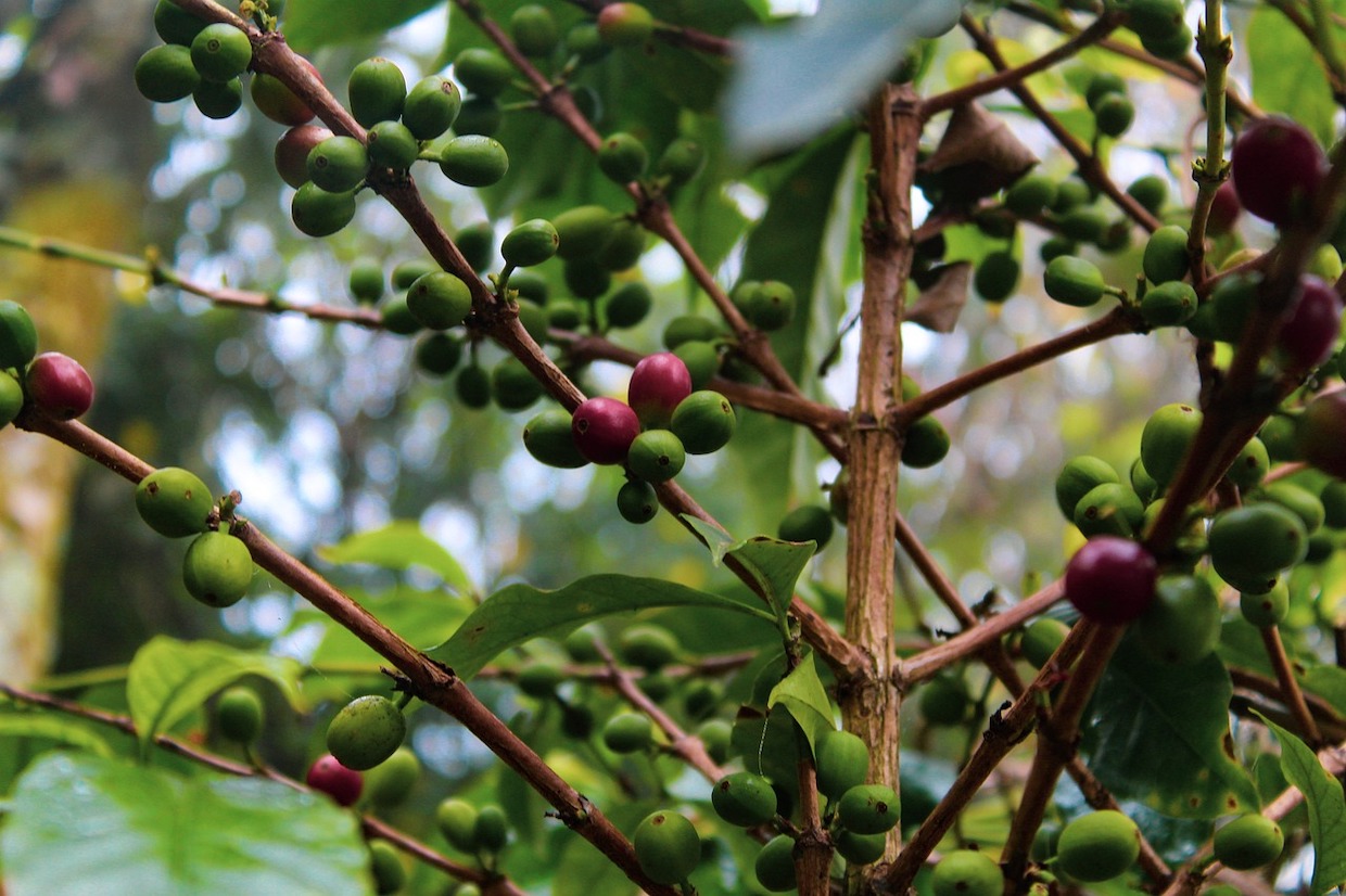 coffee plants