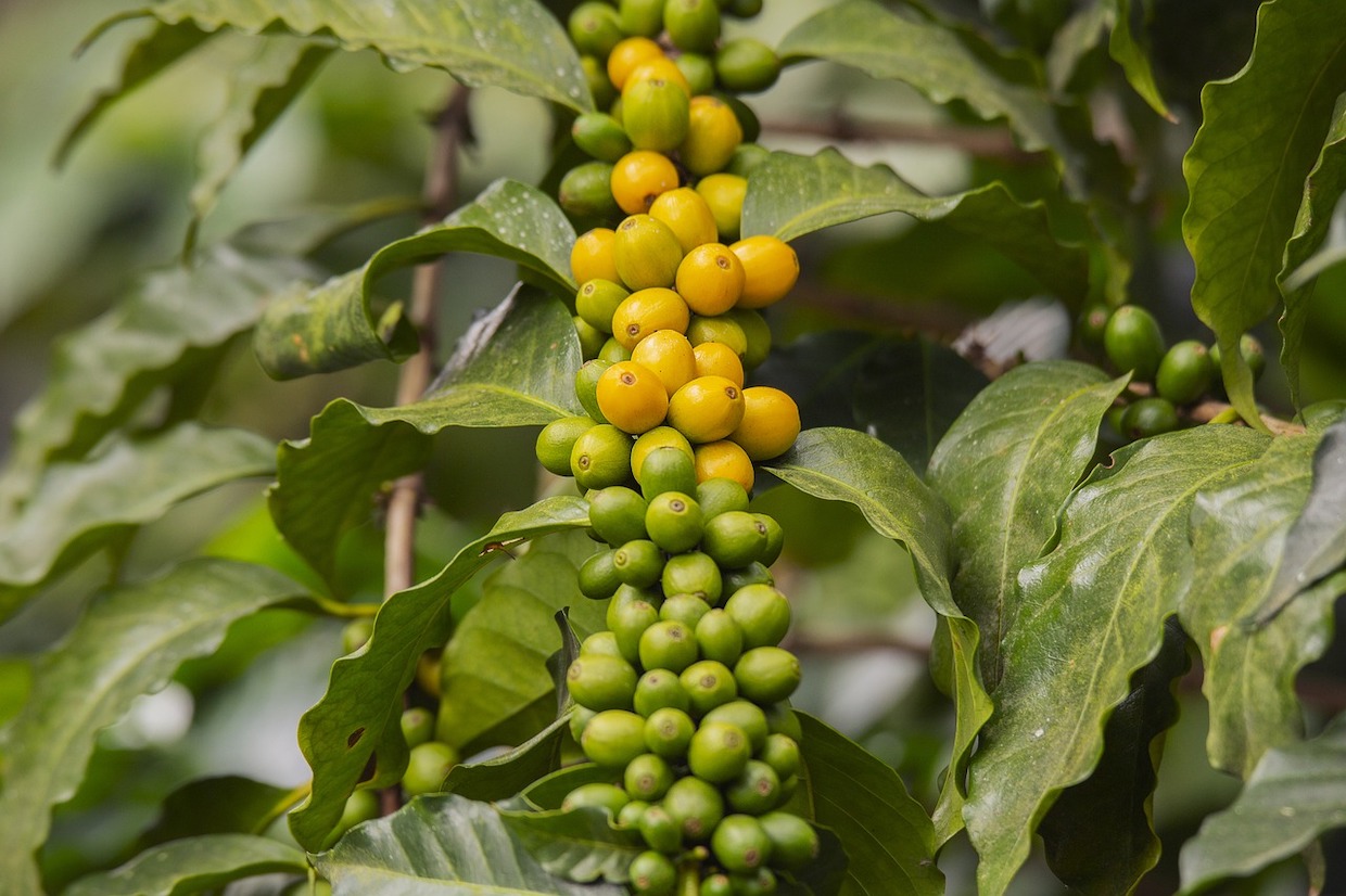 coffee science and research