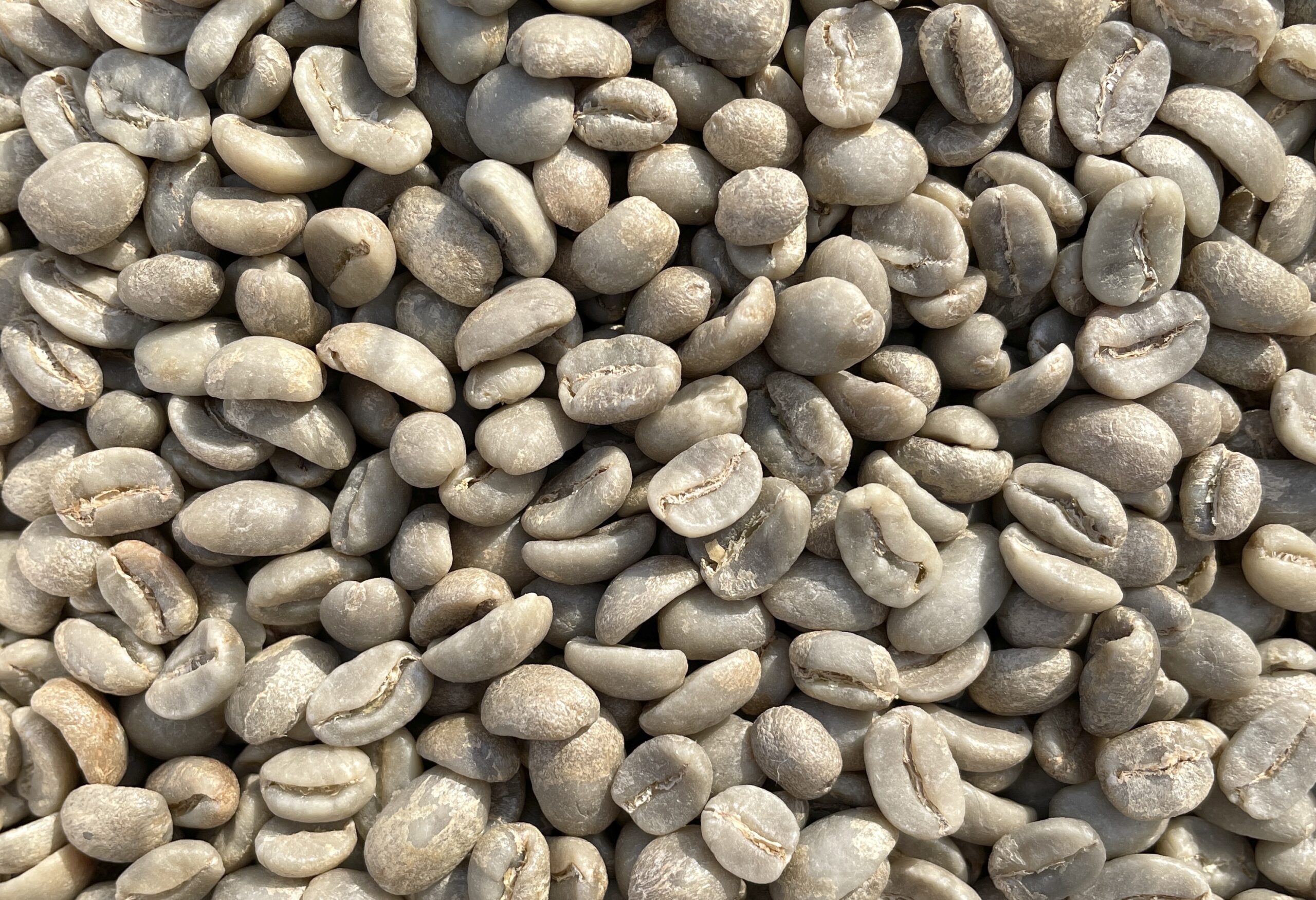 green coffee prices