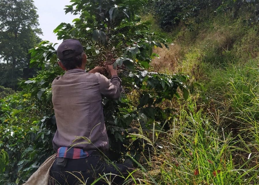 Understanding and Evaluating Labor Abuse Risk in the Coffee SectorDaily Coffee News by Roast Magazine