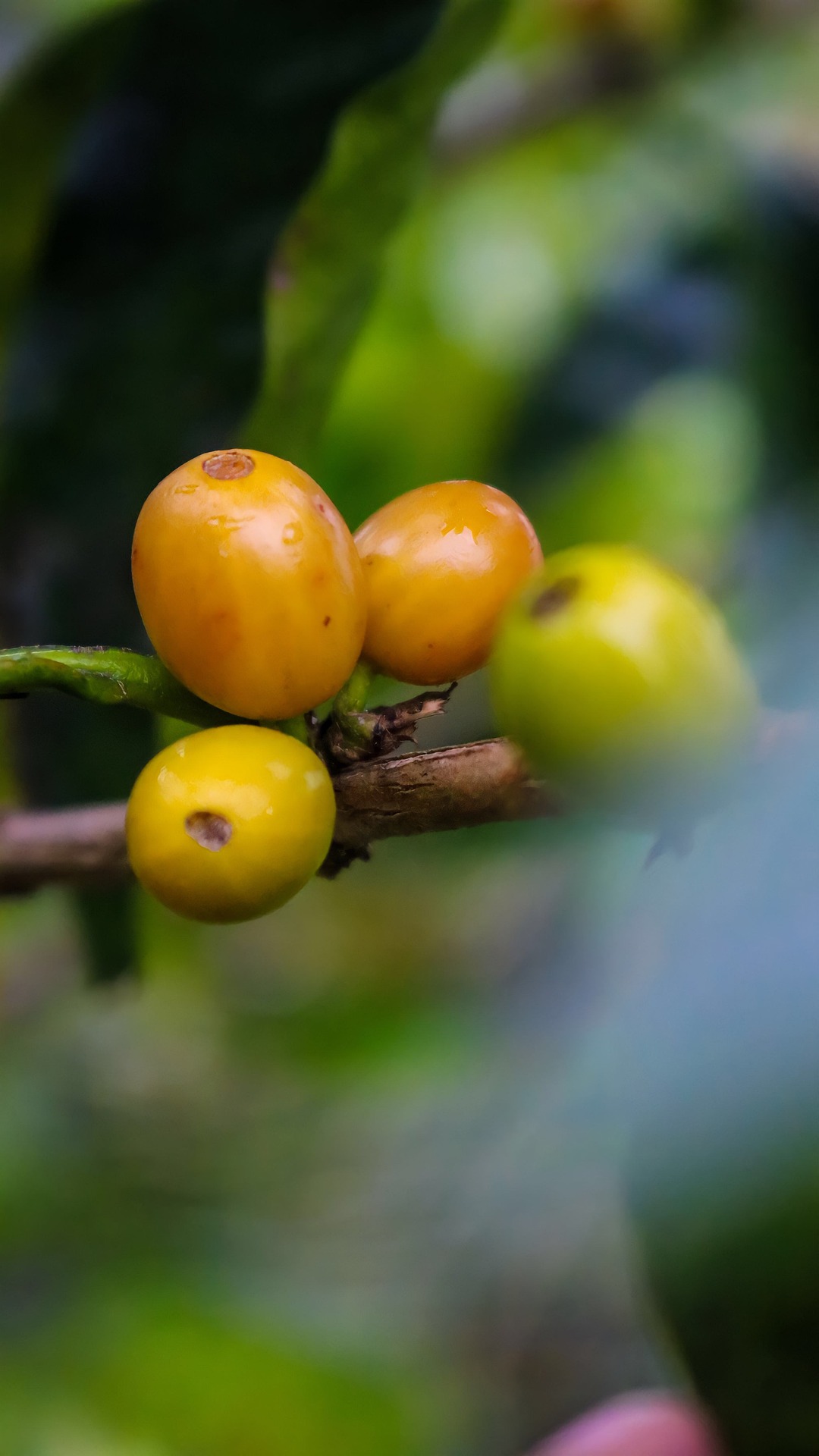 coffee plant