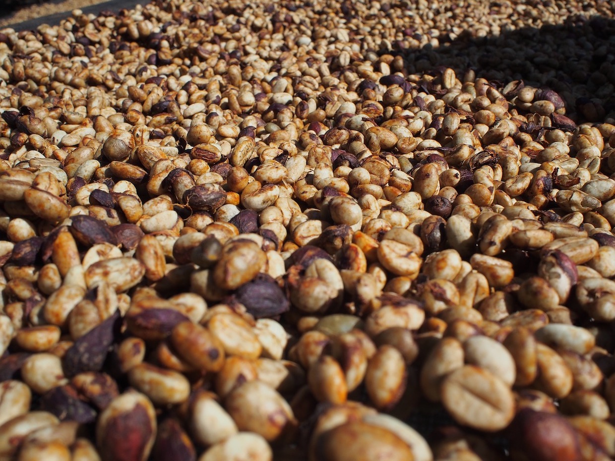 coffee processing