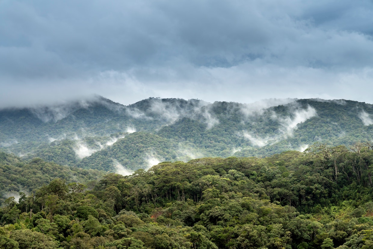 troopical coffee forest