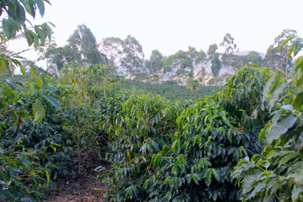 Coffee farm harvest