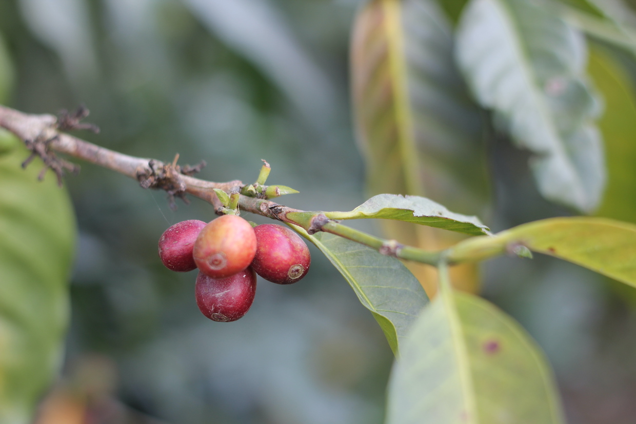 Coffee plant