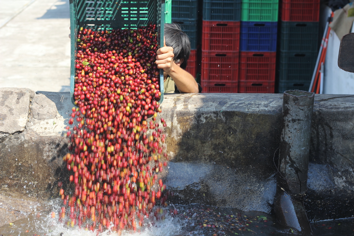 Coffee farmer washing station