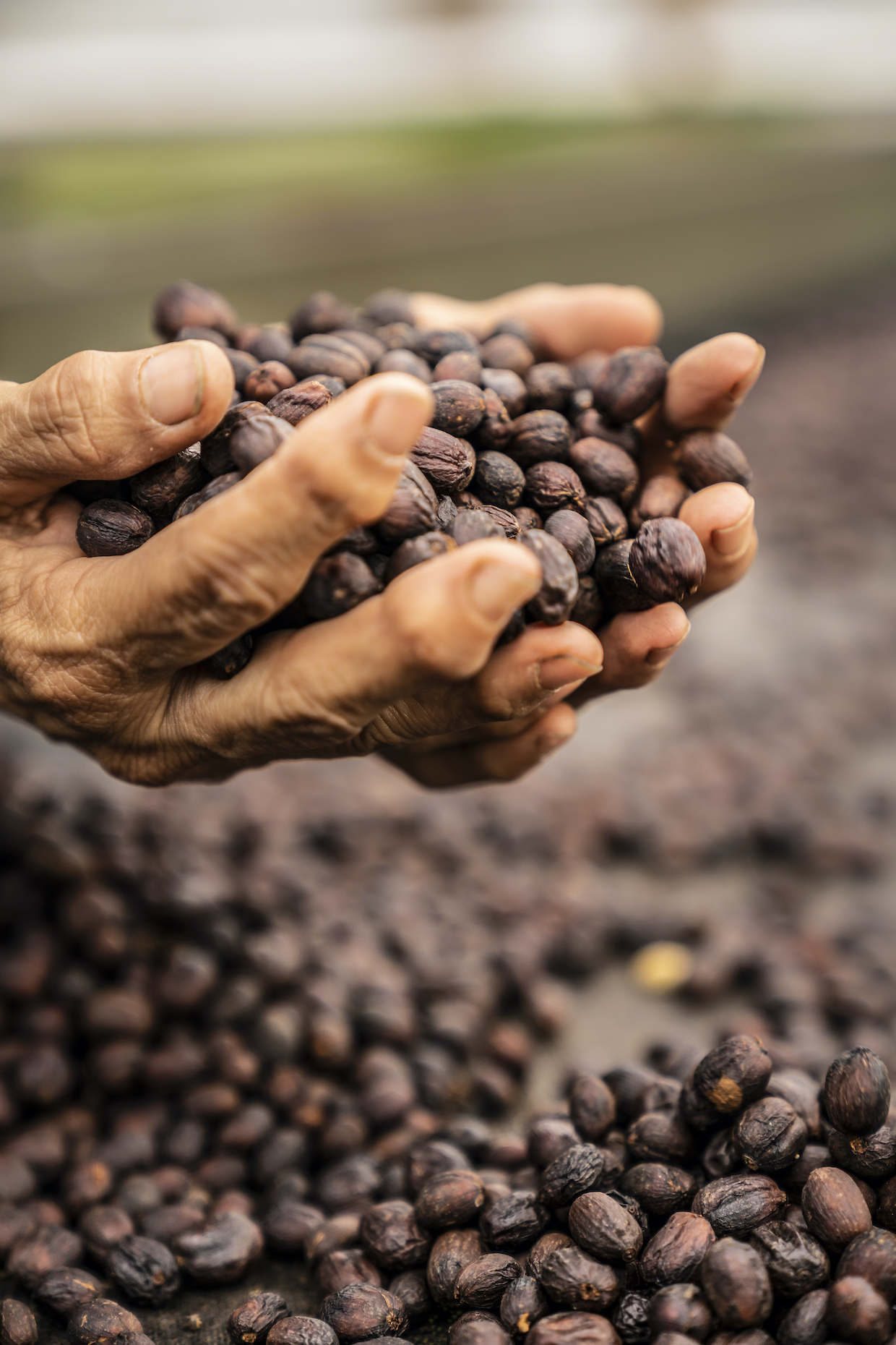 We Belong: An Anthology of Colombian Women Coffee Farmers