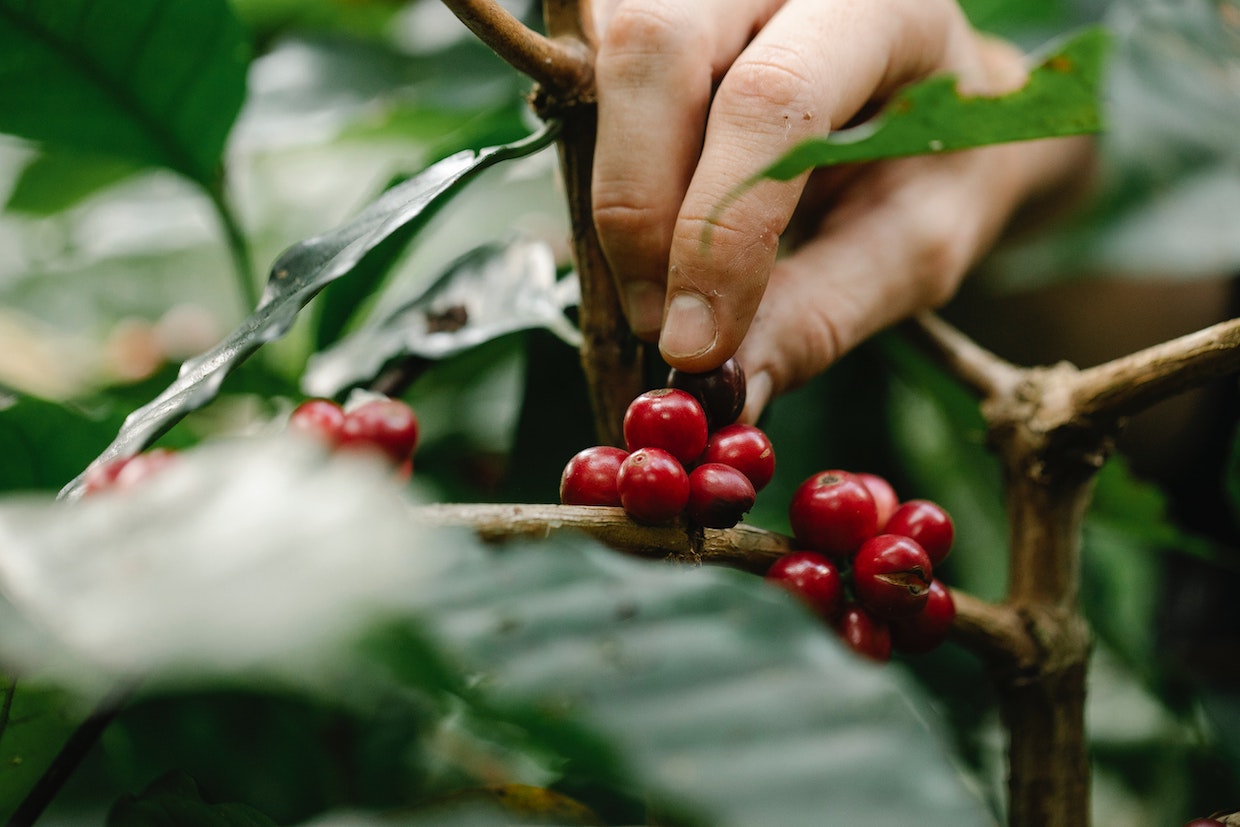 coffee labor picking