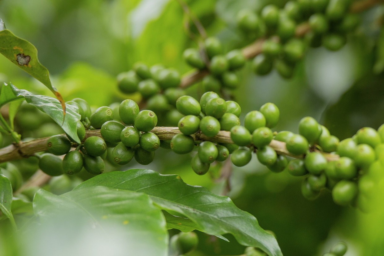 coffee plant