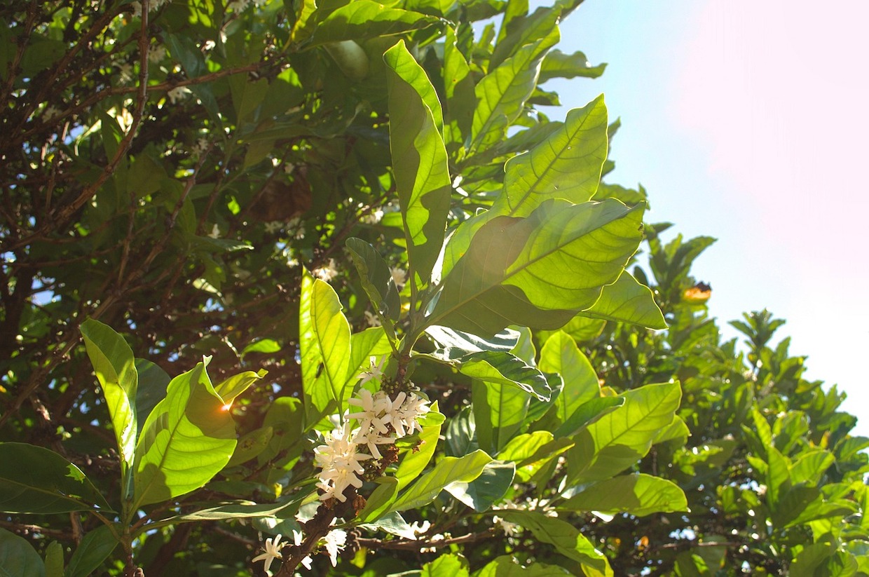 coffee plant sunlight