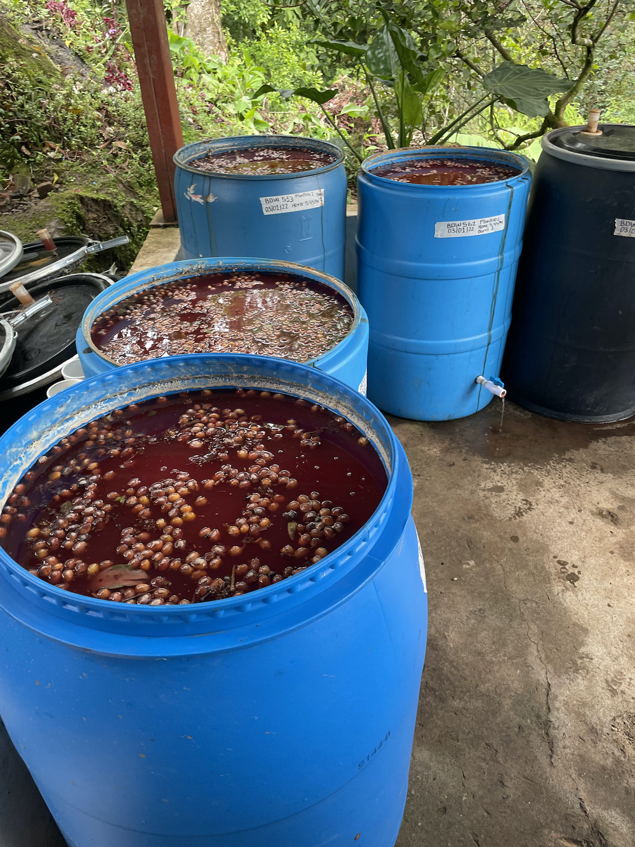 Quarrelsome coffee fermentation tanks
