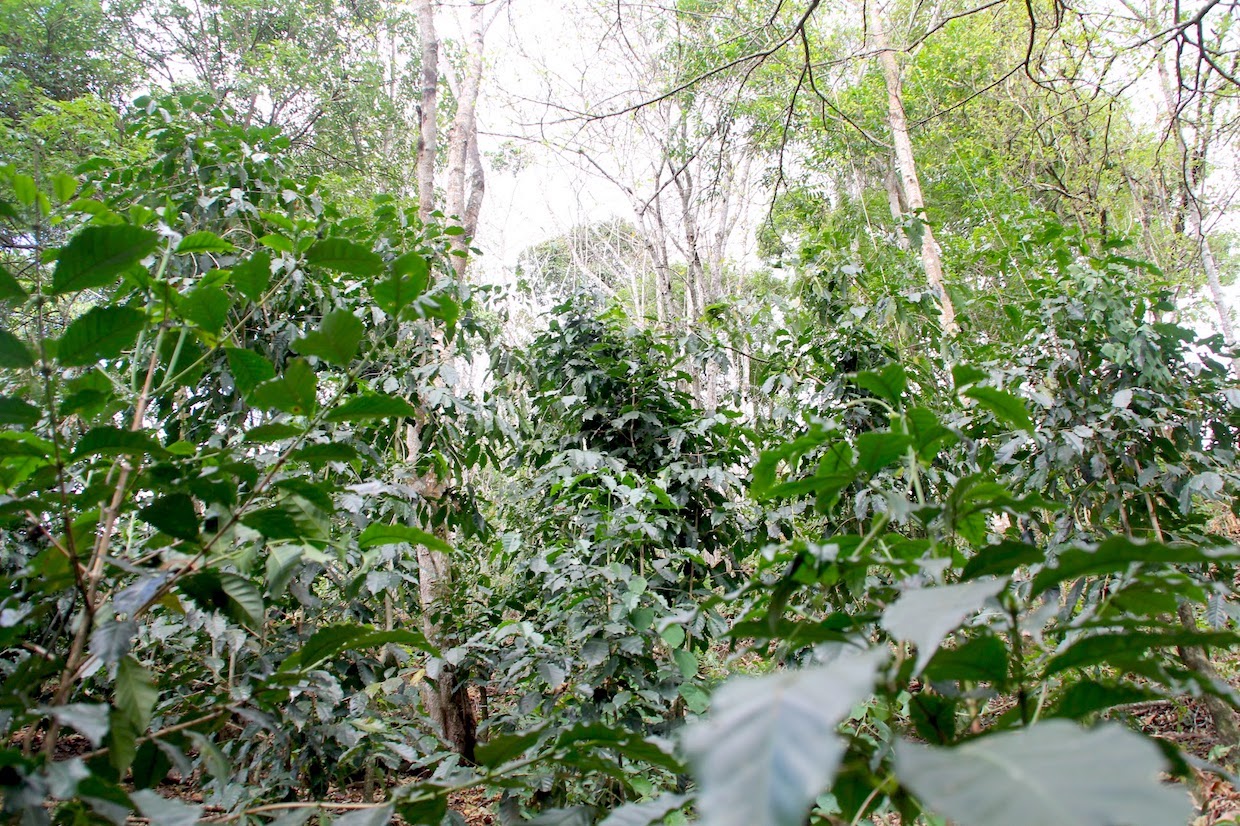 coffee forest