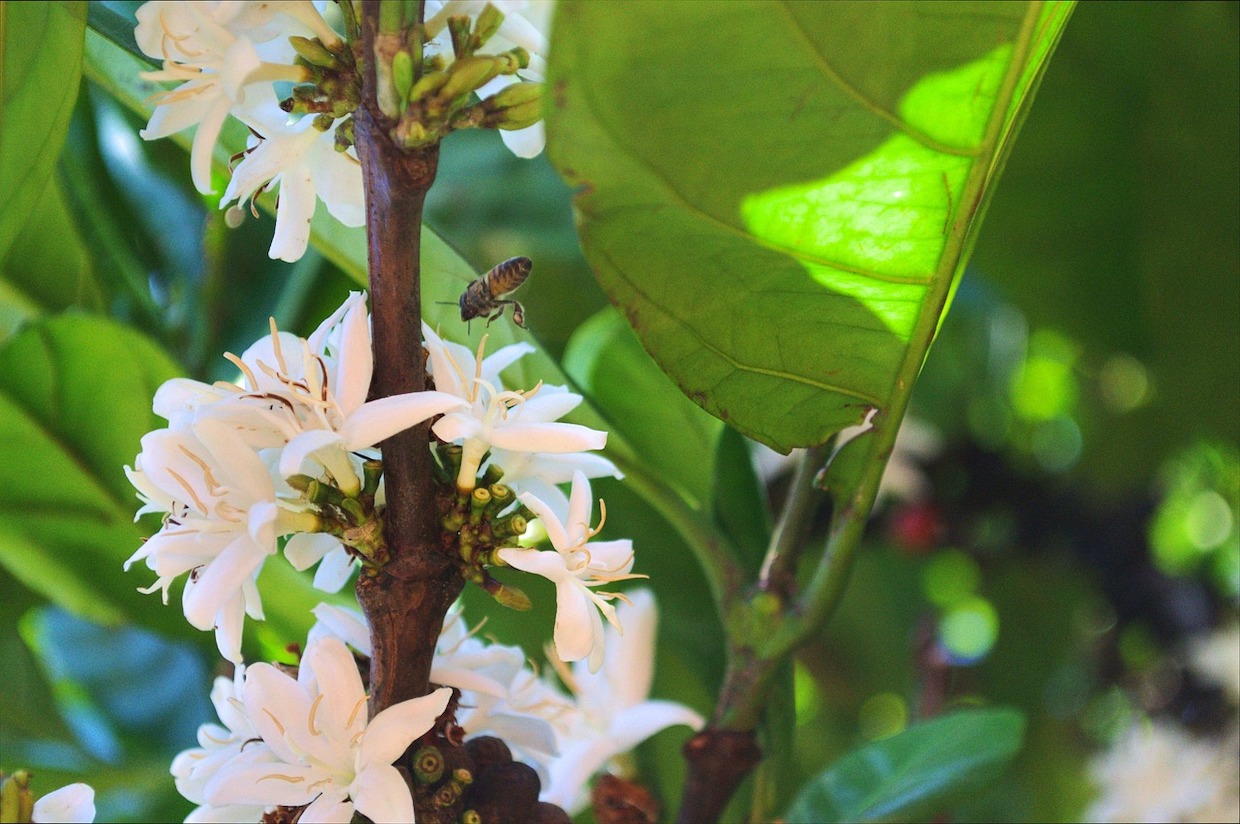 bees and coffee