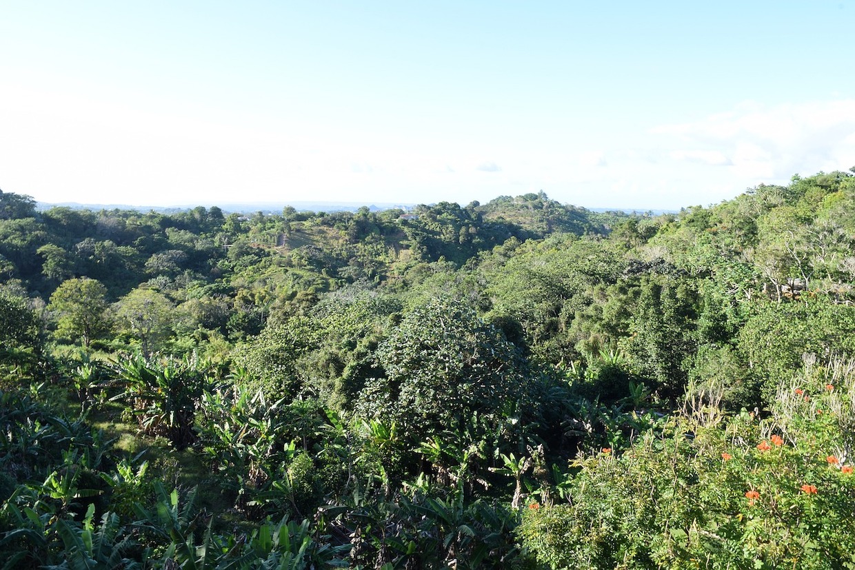 coffee and forests