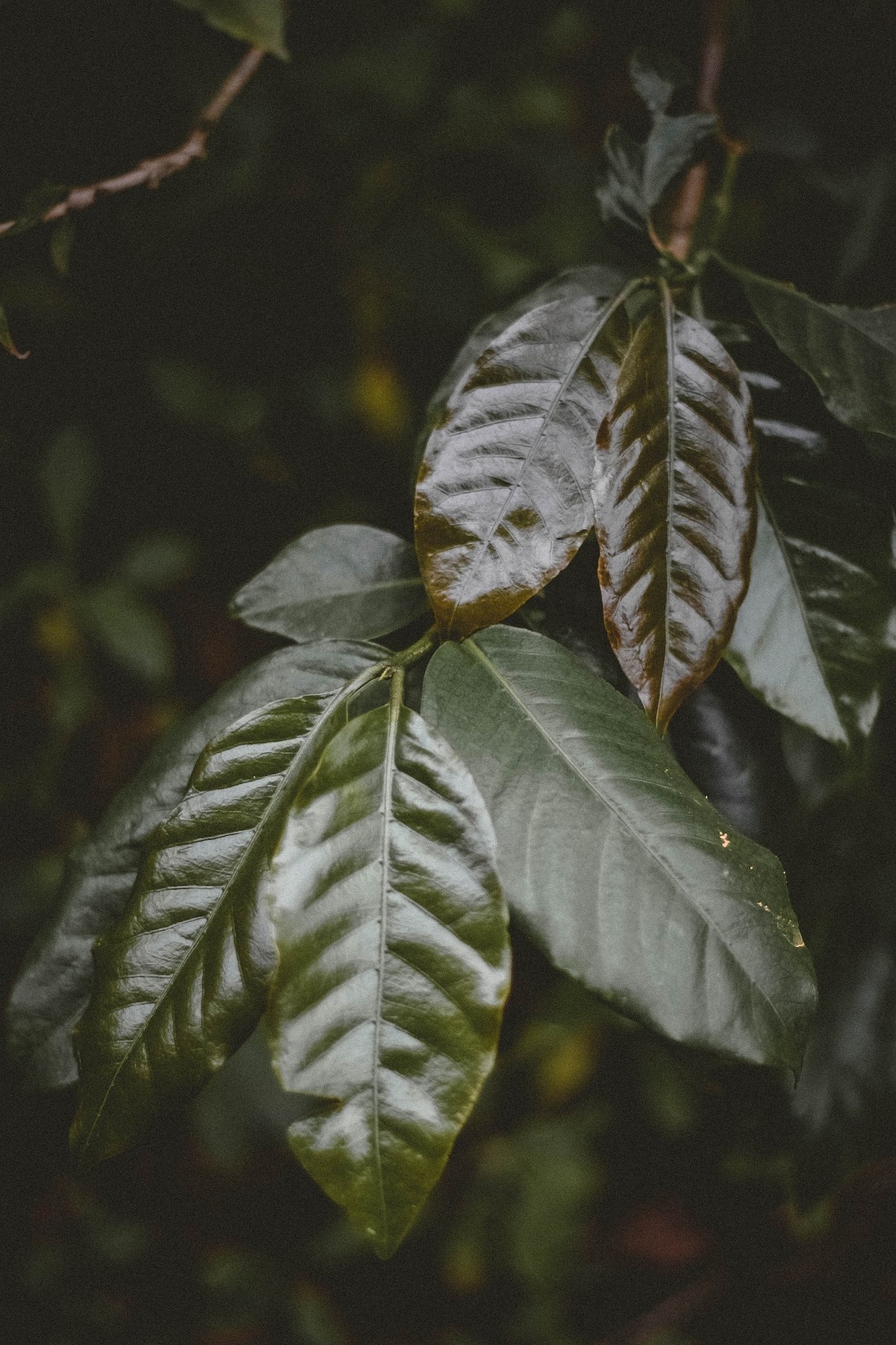 coffee leaves