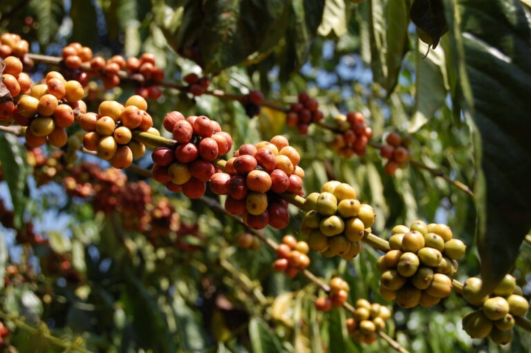 Uganda Coffee Report: Record-High Production Driven by Young ...