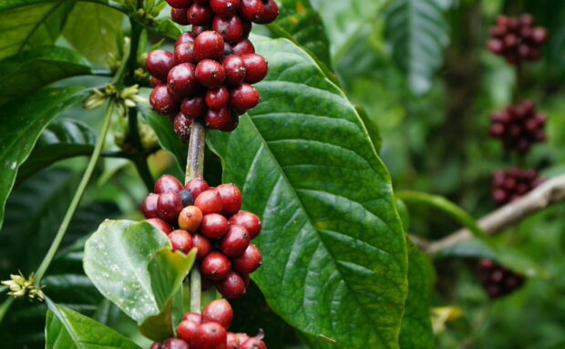 Indonesia coffee