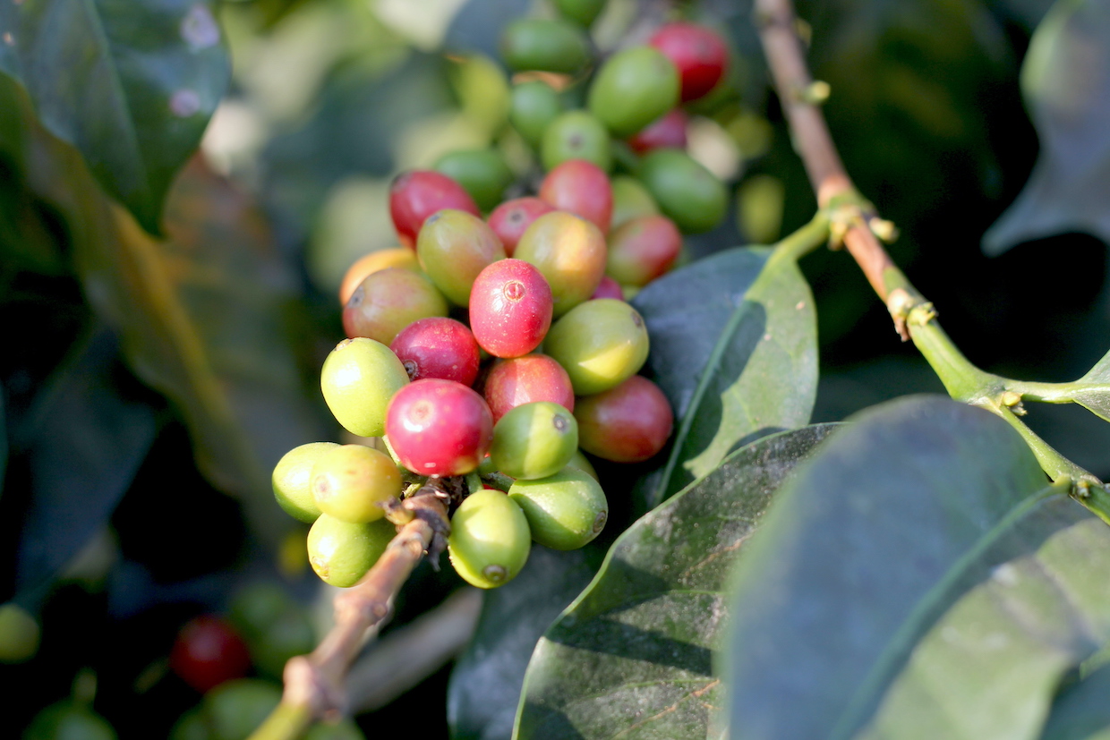 coffee-sustainability-farm