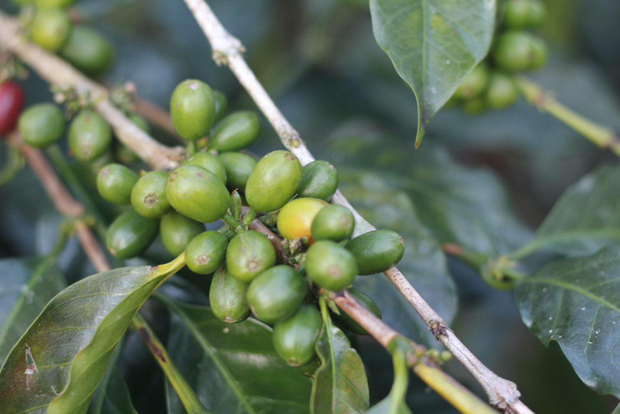 green coffee unripe