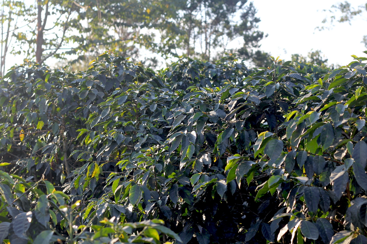 Coffee-plants-with-tree-cover-Daily-Coffee-News