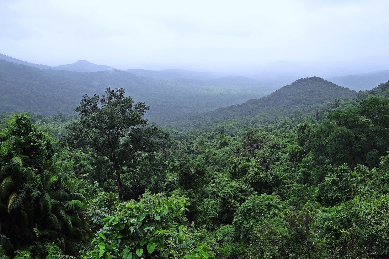 India coffee forest