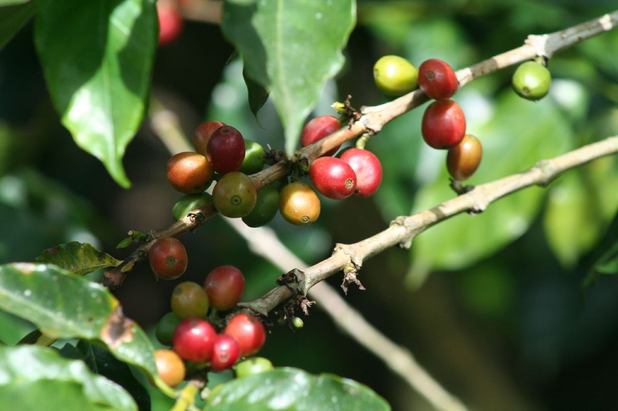 costa rica coffee farm