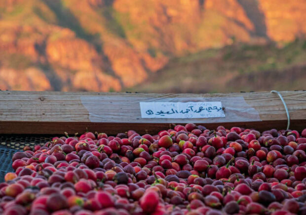 Qima Coffee – Coffee cherries from Bani Ofair