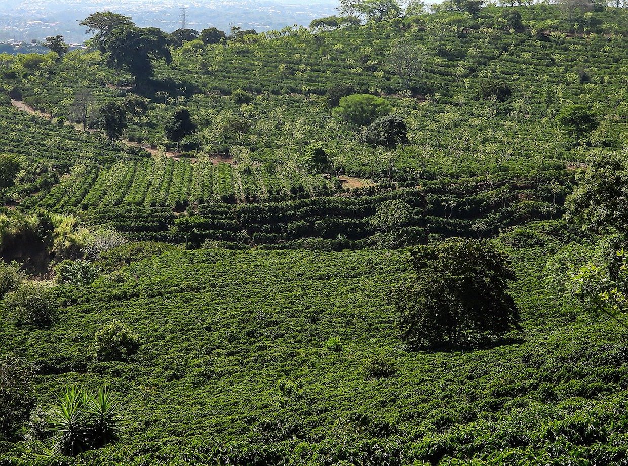 coffee-plantation-gb6f7c5fe8_1280