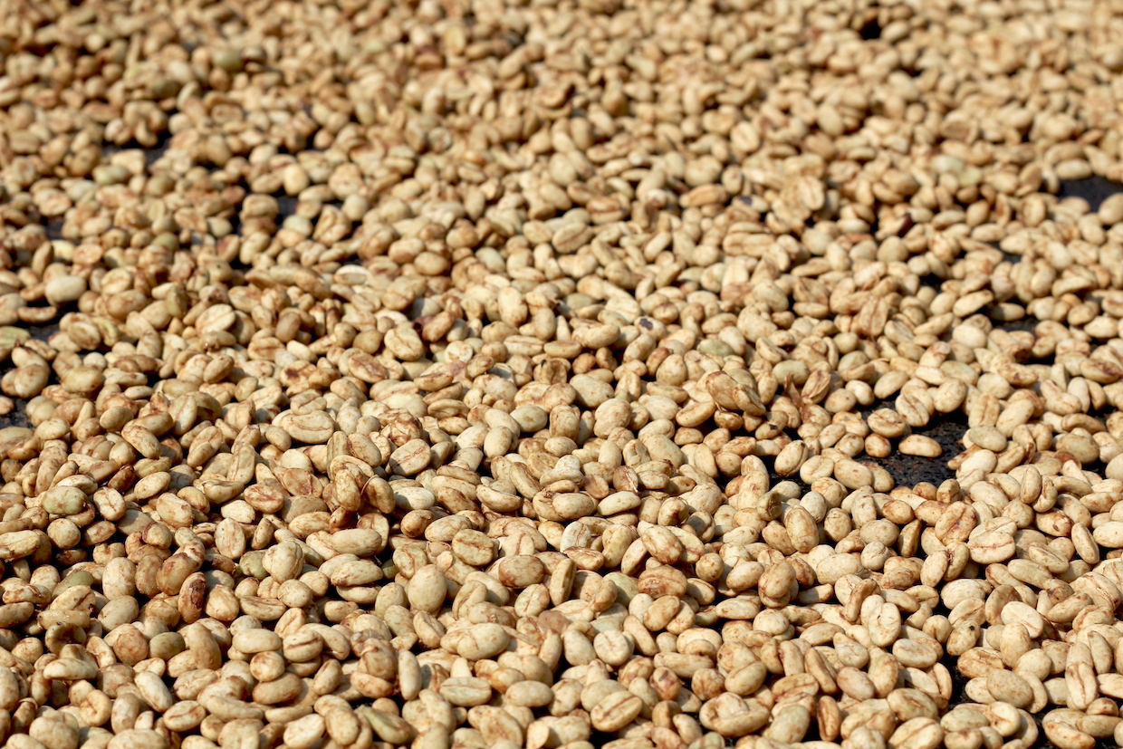 coffees drying