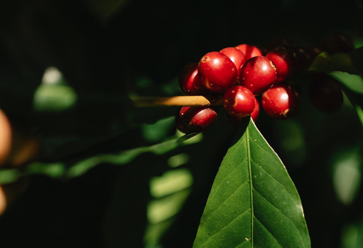 coffee labor