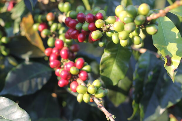 coffee farm deforestation
