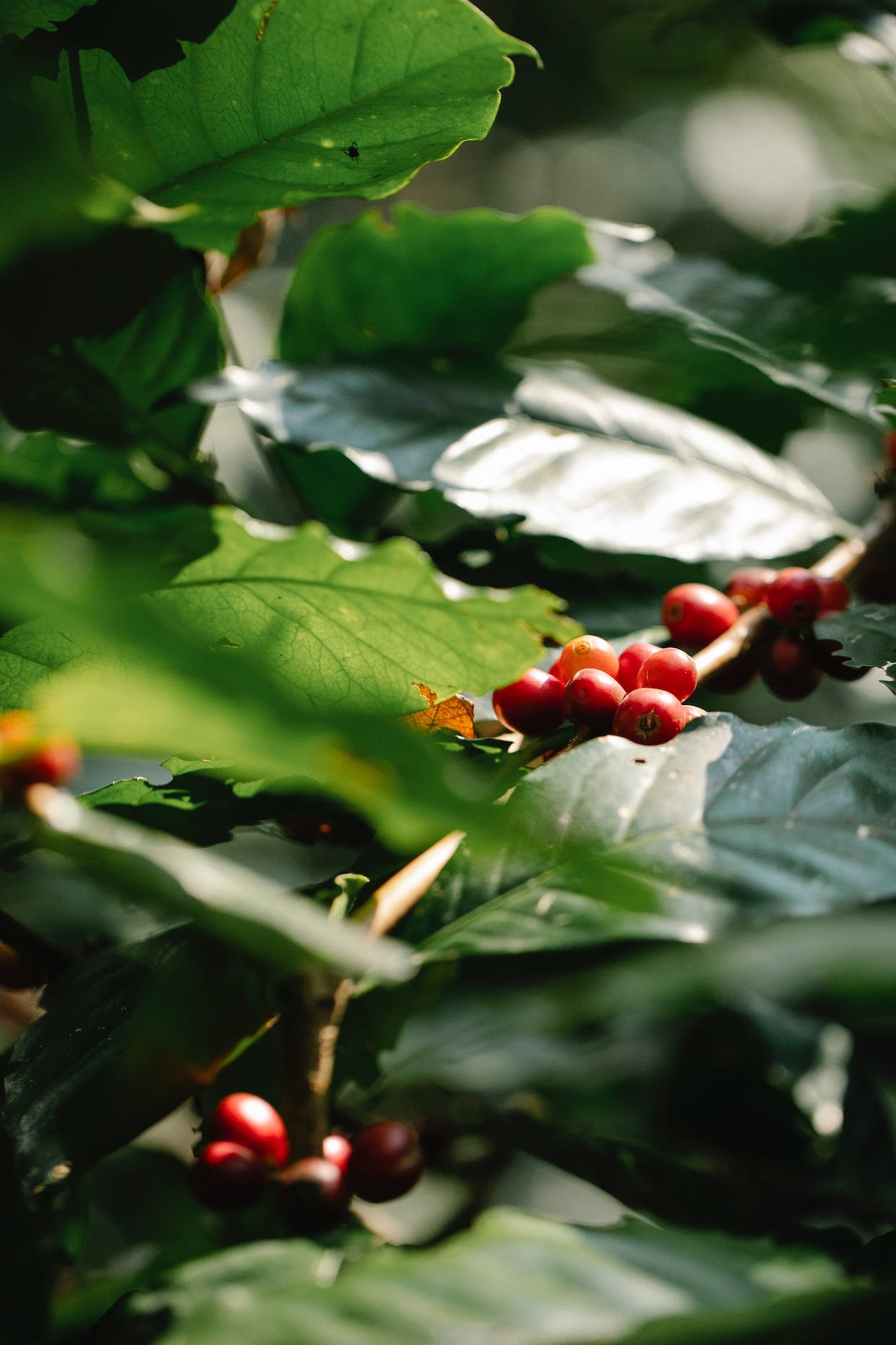 coffee plant